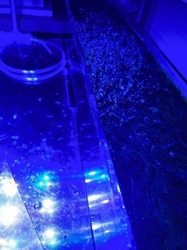 海水水槽　生体一式
