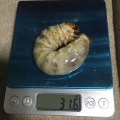 決まりました。国産オオクワガタ　能勢YG血統　♂80.8㎜　新成虫の画像
