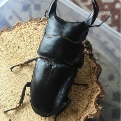 決まりました。国産オオクワガタ　能勢YG血統　♂80.8㎜　新成虫の画像
