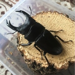 決まりました。国産オオクワガタ　能勢YG血統　♂80.8㎜　新成虫