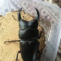 決まりました。国産オオクワガタ　能勢YG血統　♂80.8㎜　新成虫の画像