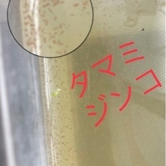 タマミジンコ種水②