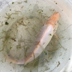まっ白な錦鯉✳︎