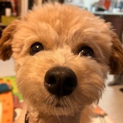 犬友さん＆ママ友さんよろしくお願いします😊！