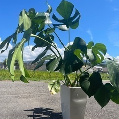 受け渡し決定しました！観葉植物 モンステラ