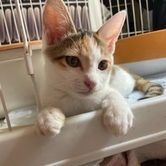 お話し中〜/ お淑やか三毛ちゃん