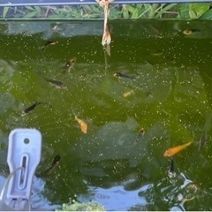 3色ヒレナガ錦鯉 稚魚1匹あたり600円