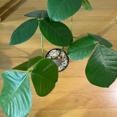 ボンバックス　観葉植物の画像