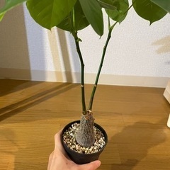 ボンバックス　観葉植物