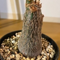 ボンバックス　観葉植物の画像