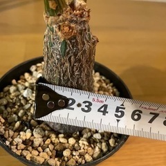 ボンバックス　観葉植物の画像