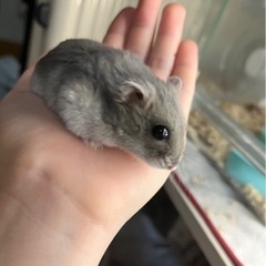 ジャンガリアンハムスター