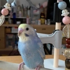（里親募集）セキセイインコ（メス）一歳レインボー