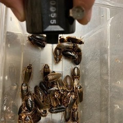 デュビア　50＋5匹がおまけです