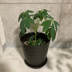 【取引決定】観葉植物 カポック シェフレラ