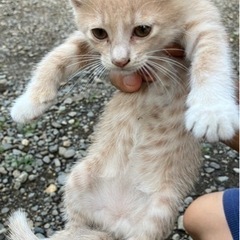 子猫保護しました。生後2ヶ月くらいです。