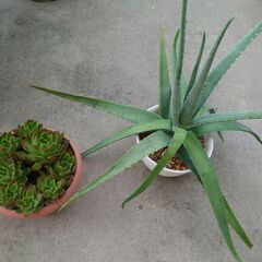 ■多肉植物セット（9月15日まで）