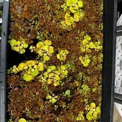 水草