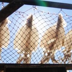 限定!トビイカ一夜干しの画像