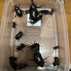 天然物　カブト虫、クワガタ虫差し上げます。の画像