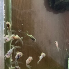 金魚（水泡眼）