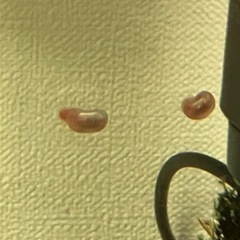 レッドラムズボーン　メダカと共生できます　水槽の苔取りの画像