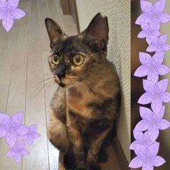 絵になる別嬪さび猫のさつきちゃん♀推定6ヶ月