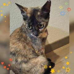 絵になる別嬪さび猫のさつきちゃん♀推定6ヶ月 - 猫