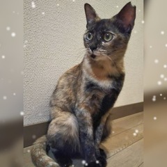 絵になる別嬪さび猫のさつきちゃん♀推定6ヶ月 - 葛飾区