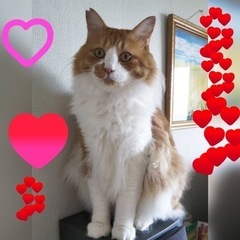 ゴージャスな僕🐱茶太郎です推定4〜５歳