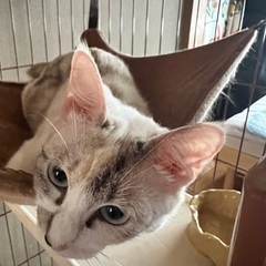 大切に飼ってくださる方探してます