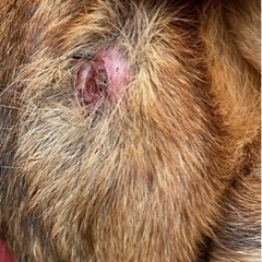 2023.８月保護活動報告&随時募集の画像