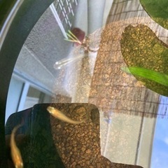 メダカ お譲りします！無料！の画像