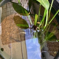 メダカ お譲りします！無料！の画像