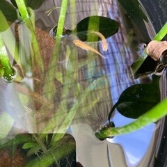 メダカ お譲りします！無料！の画像