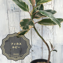 フィカス ルビー 曲げ　観葉植物