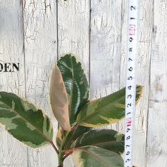 フィカス ルビー 曲げ　観葉植物の画像