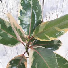 フィカス ルビー 曲げ　観葉植物の画像