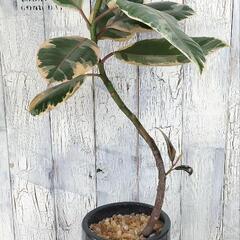 フィカス ルビー 曲げ　観葉植物の画像
