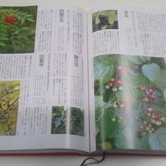 四季花ごよみ 草木花の歳時記 座右版 図鑑の画像