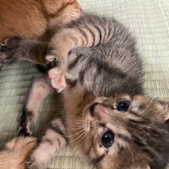 もうすぐ1ヶ月の女の子　他計3匹います
