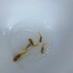 改良めだか　レモンスカッシュ　稚魚の画像