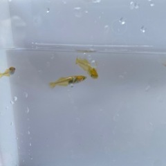 改良めだか　レモンスカッシュ　稚魚