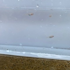 改良めだか　紅ほっぺ　稚魚