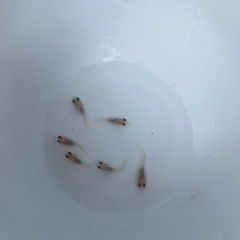 改良めだか　紅ほっぺ　稚魚の画像