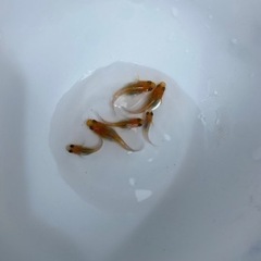 改良めだか　紅白ラメ　稚魚の画像