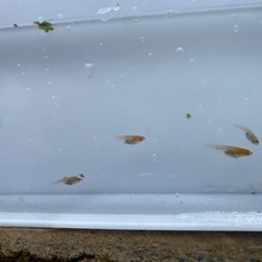 改良めだか　紅白ラメ　稚魚