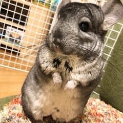 【新しい家族が決まりました】チンチラ(グレー)