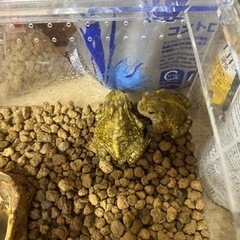 ミヤコヒキガエル