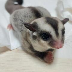 フクロモモンガの不要な飼育用品をください❗